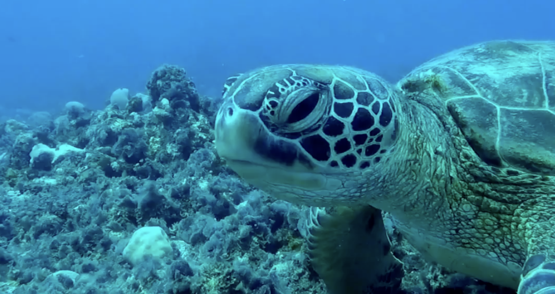 tortuga marina nadando en aguas mexicanas